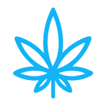 cannabis flowers